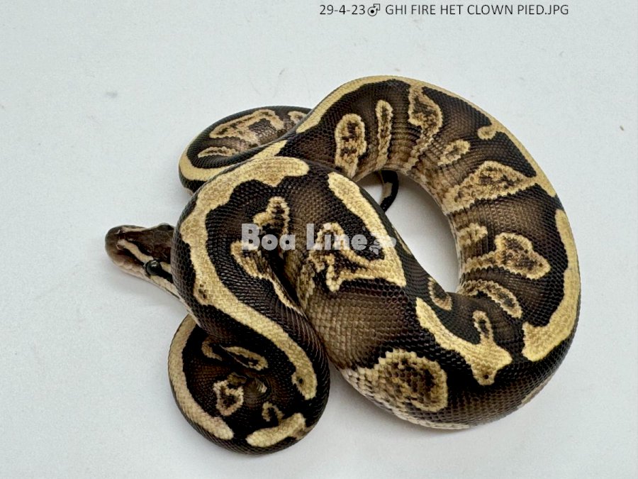 GHI FIRE HET CLOWN PIED